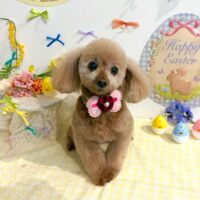 【星ヶ丘店】2026年4月20日のワンちゃん達♪