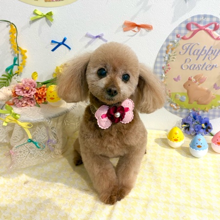 【星ヶ丘店】2026年4月20日のワンちゃん達♪