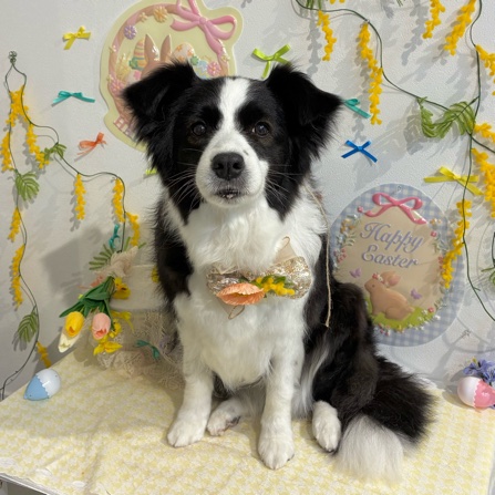 【星ヶ丘店】2026年4月23日のワンちゃん達♪