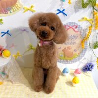 【星ヶ丘店】2026年4月24日のワンちゃん達♪