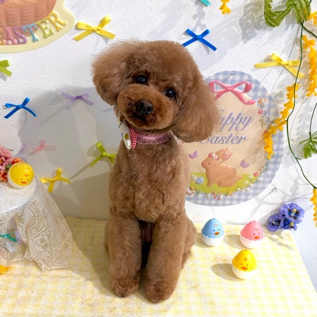 【星ヶ丘店】2026年4月24日のワンちゃん達♪