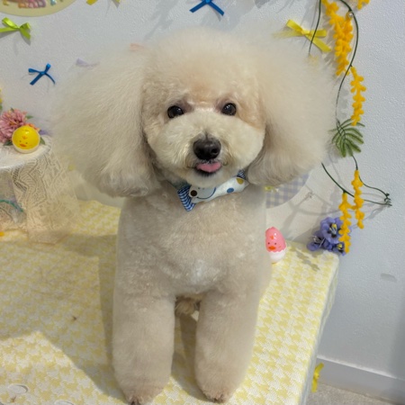 【星ヶ丘店】2026年4月26日のワンちゃん達♪