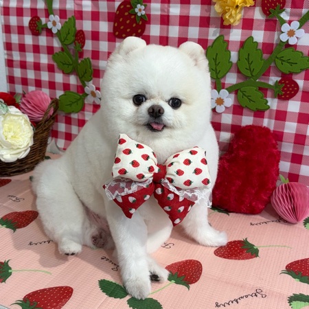 【星ヶ丘店】2026年4月27日のワンちゃん達♪