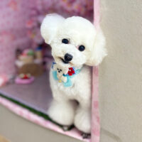 【本店】2026年4月3日のワンちゃん達♪