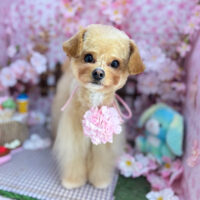 【本店】2026年4月5日のワンちゃん達♪