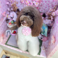 【本店】2026年4月10日のワンちゃん達♪