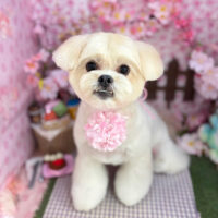 【本店】2026年4月11日のワンちゃん達♪