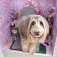 【本店】2026年4月17日のワンちゃん達♪