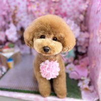 【本店】2026年4月18日のワンちゃん達♪