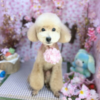 【本店】2026年4月24日のワンちゃん達♪