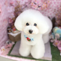 【本店】2026年4月25日のワンちゃん達♪