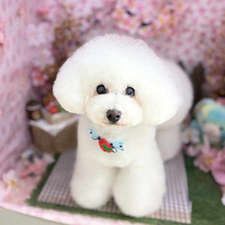 【本店】2026年4月25日のワンちゃん達♪