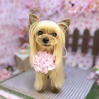 【本店】2026年4月26日のワンちゃん達♪