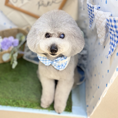 【本店】2026年4月30日のワンちゃん達♪