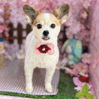 【本店】2026年4月2日のワンちゃん達♪