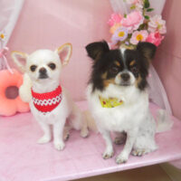 【山手店】2026年4月2日のワンちゃん達♪