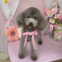 【山手店】2026年4月3日のワンちゃん達♪