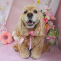 【山手店】2026年4月4日のワンちゃん達♪