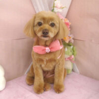 【山手店】2026年4月5日のワンちゃん達♪