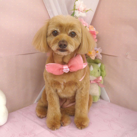 【山手店】2026年4月5日のワンちゃん達♪