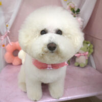 【山手店】2026年4月6日のワンちゃん達♪