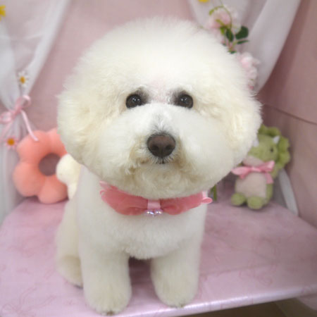 【山手店】2026年4月6日のワンちゃん達♪