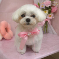 【山手店】2026年4月9日のワンちゃん達♪