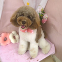 【山手店】2026年4月10日のワンちゃん達♪