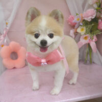 【山手店】2026年4月11日のワンちゃん達♪