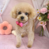 【山手店】2026年4月12日のワンちゃん達♪