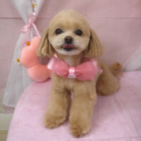 【山手店】2026年4月13日のワンちゃん達♪