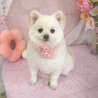 【山手店】2026年4月16日のワンちゃん達♪