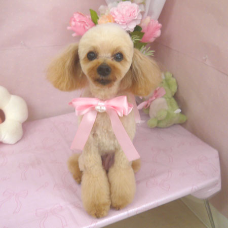 【山手店】2026年4月17日のワンちゃん達♪