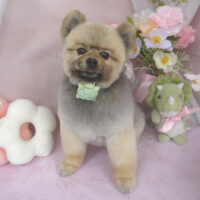 【山手店】2026年4月18日のワンちゃん達♪