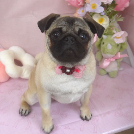 【山手店】2026年4月19日のワンちゃん達♪