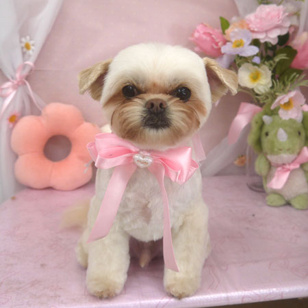 【山手店】2026年4月20日のワンちゃん達♪