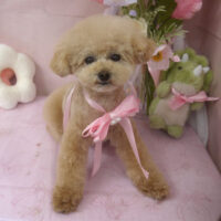 【山手店】2026年4月23日のワンちゃん達♪