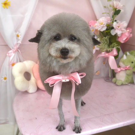 【山手店】2026年4月24日のワンちゃん達♪