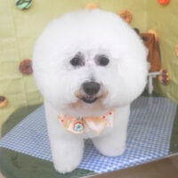 【山手店】2026年4月25日のワンちゃん達♪