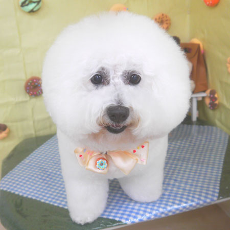 【山手店】2026年4月25日のワンちゃん達♪