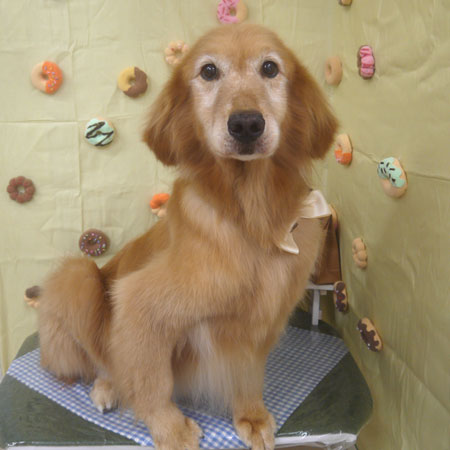 【山手店】2026年4月26日のワンちゃん達♪