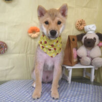 【山手店】2026年4月27日のワンちゃん達♪