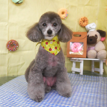 【山手店】2026年4月30日のワンちゃん達♪