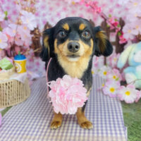 【本店】2026年4月6日のワンちゃん達♪