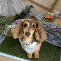 【本店】2026年5月15日のワンちゃん達♪