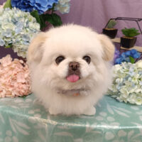 【池下店】2026年5月10日のワンちゃん達♪