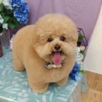 【池下店】2026年5月17日のワンちゃん達♪