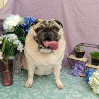 【池下店】2026年5月18日のワンちゃん達♪