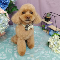 【池下店】2026年5月23日のワンちゃん達♪
