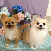 【池下店】2026年5月24日のワンちゃん達♪